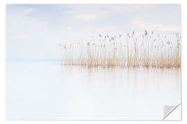 Självhäftande poster Reeds on Lake Garda