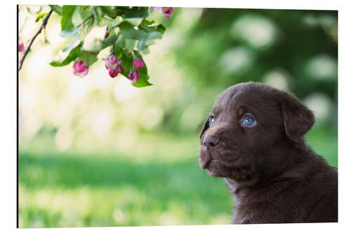 Aluminiumtavla Cute labrador puppy