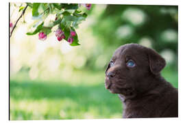 Alubild Knuffiger Labrador-Welpe