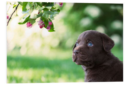 Foam board print Cute labrador puppy