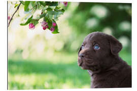 Galleriataulu Cute labrador puppy