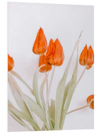 Foam board print Red Tulip