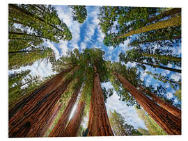 Foam board print Sequoia sequoia forest