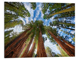 Gallery print Sequoia sequoia forest