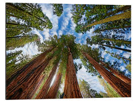 Magnettafel Sequoia Mammutbaum Wald
