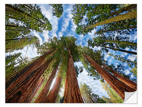 Självhäftande poster Sequoia sequoia forest