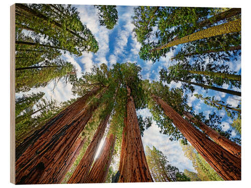 Wood print Sequoia sequoia forest