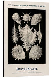 Magnettafel Kunstformen der Natur II