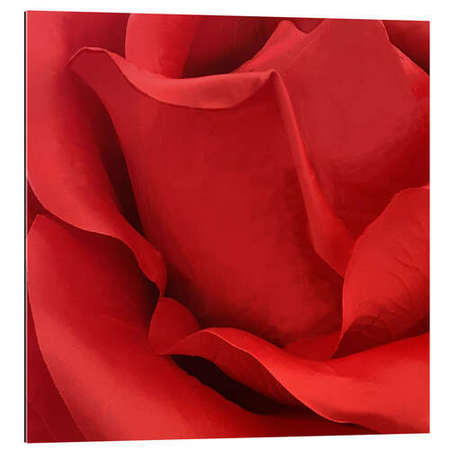 Gallery print Christys Rose