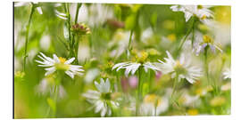 Aluminium print Flower meadow in summer