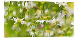 Foam board print Flower meadow in summer