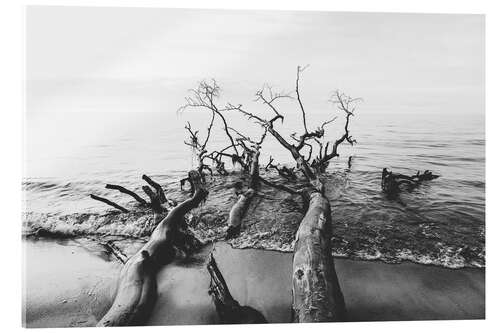 Obraz na szkle akrylowym Trees by the sea