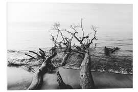 Foam board print Trees by the sea