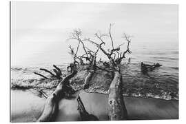 Stampa su plexi-alluminio Alberi in riva al mare
