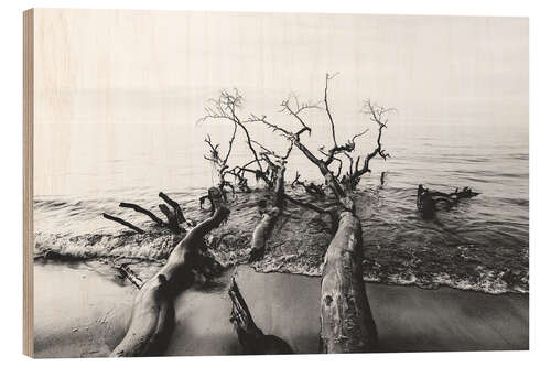 Obraz na drewnie Trees by the sea