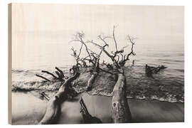 Puutaulu Trees by the sea