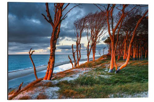 Aluminium print Sunset on the west beach on the Darß