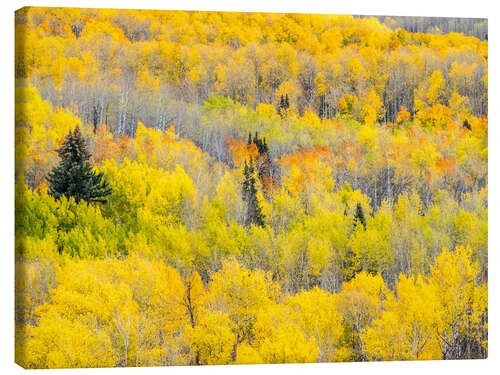 Canvas print Yellow autumn Aspen