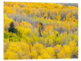 Quadro em PVC Yellow autumn Aspen