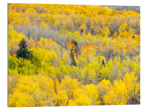 Gallery print Yellow autumn Aspen