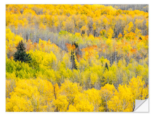 Wall sticker Yellow autumn Aspen