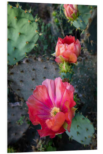 Foam board print Prickly pear