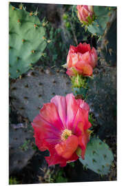 Foam board print Prickly pear