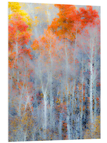 Foam board print Autumn colors of the forest