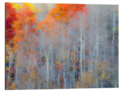 Aluminium print Fall colors