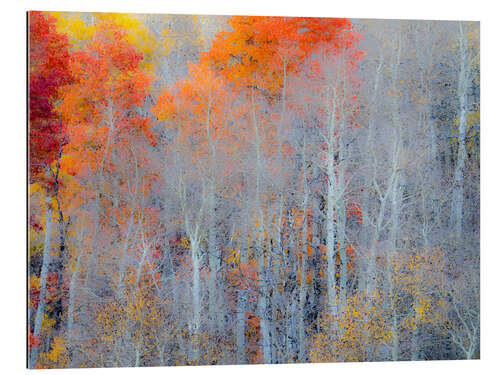 Gallery print Fall colors