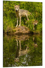 Aluminium print Wolf and puppy are reflected in the lake