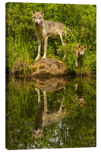 Leinwandbild Wolf und Welpe spiegeln sich im See