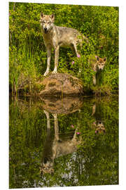 Tableau en PVC Le loup et le chiot se reflètent dans le lac