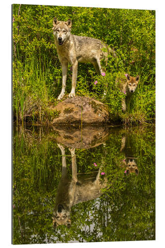 Galleritryk Wolf and puppy are reflected in the lake