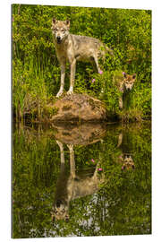 Tableau en plexi-alu Le loup et le chiot se reflètent dans le lac