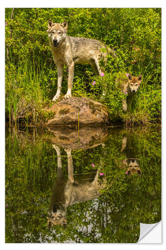 Selvklebende plakat Wolf and puppy are reflected in the lake