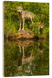 Wood print Wolf and puppy are reflected in the lake