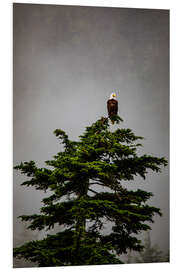 Print på skumplade Bald eagle on a tree