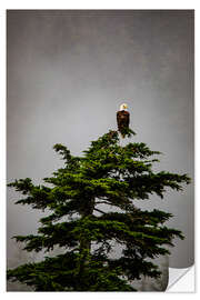 Selvklebende plakat Bald eagle on a tree