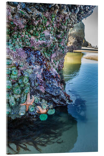 Acrylic print Starfish and anemones on a rock