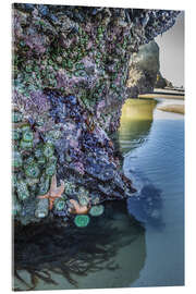 Acrylic print  Starfish and anemones on a rock - Jaynes Gallery