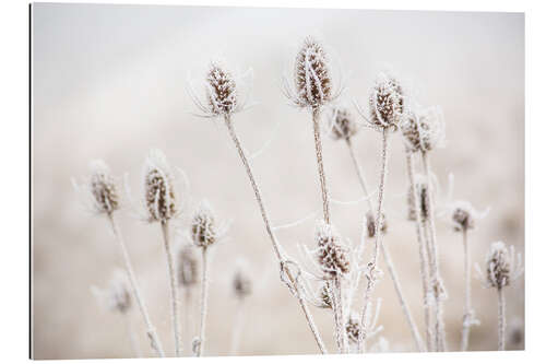 Gallery print Morning frost on teasel