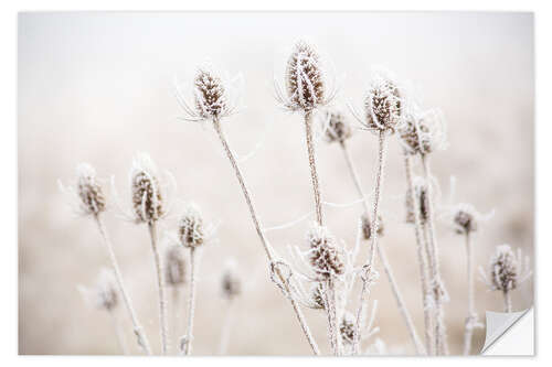 Wall sticker Morning frost on teasel