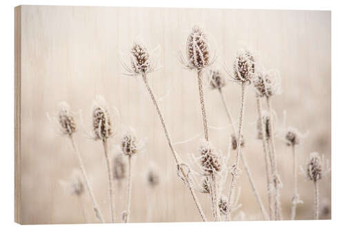 Trätavla Morning frost on teasel