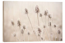 Print på træ Morning frost on teasel