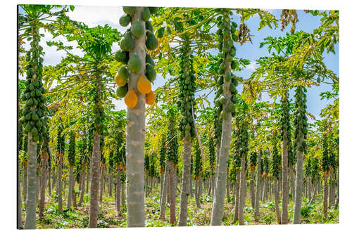 Cuadro de aluminio Plantación de papaya