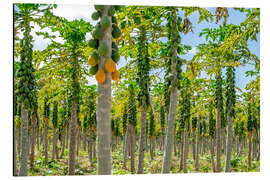 Alubild Papaya-Plantage