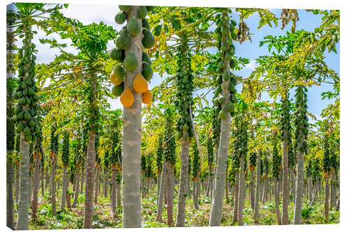 Lienzo Plantación de papaya