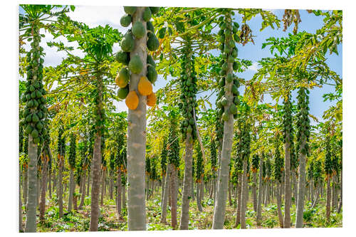 PVC-taulu Papaya plantation