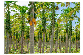 Foam board print Papaya plantation